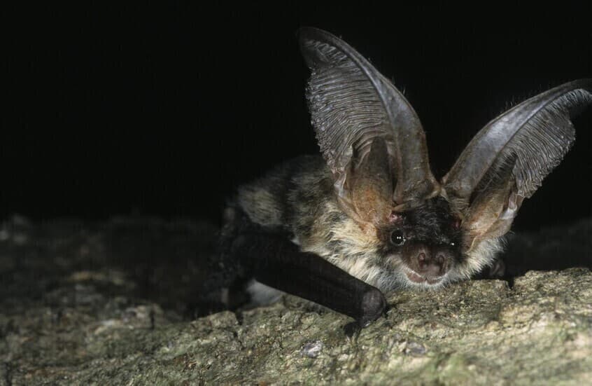 خطر انتشار فيروس ماربورغ القاتل من الخفافيش للبشر